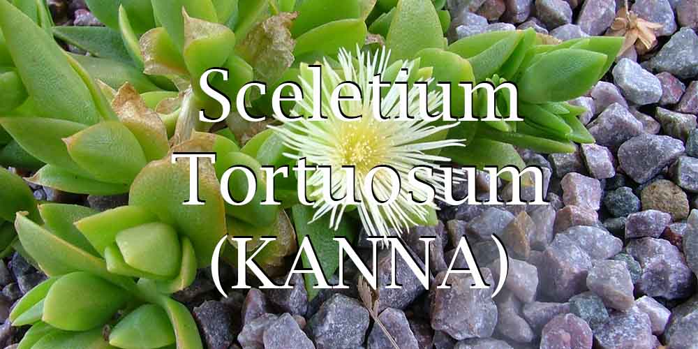 What is Kanna (Sceletium Tortuosum)